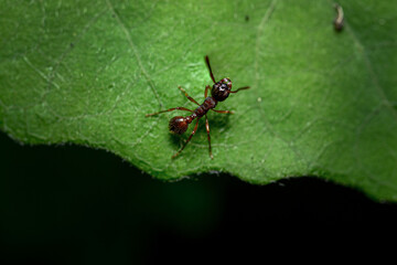 Ant Leaf Green Macro Forest