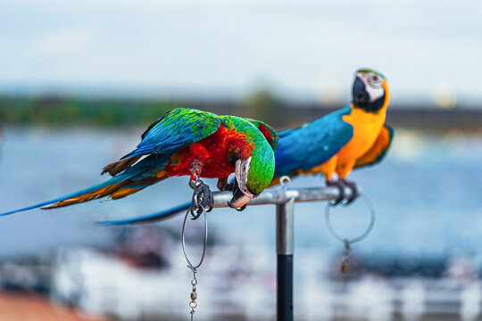 Macaws are a type of parrot with beautiful, colorful feathers. They are considered expensive wild animals. And are beautiful birds that are popular among bird collectors as pets.