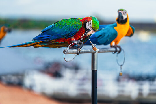 Macaws are a type of parrot with beautiful, colorful feathers. They are considered expensive wild animals. And are beautiful birds that are popular among bird collectors as pets.