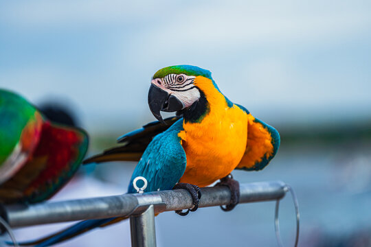 Macaws are a type of parrot with beautiful, colorful feathers. They are considered expensive wild animals. And are beautiful birds that are popular among bird collectors as pets.