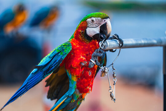 Macaws are a type of parrot with beautiful, colorful feathers. They are considered expensive wild animals. And are beautiful birds that are popular among bird collectors as pets.