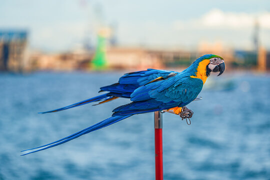 Macaws are a type of parrot with beautiful, colorful feathers. They are considered expensive wild animals. And are beautiful birds that are popular among bird collectors as pets.