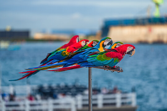 Macaws are a type of parrot with beautiful, colorful feathers. They are considered expensive wild animals. And are beautiful birds that are popular among bird collectors as pets.
