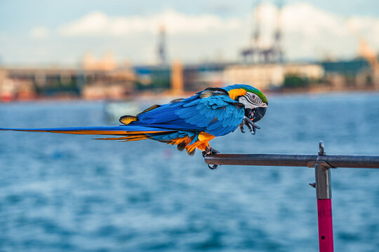 Macaws are a type of parrot with beautiful, colorful feathers. They are considered expensive wild animals. And are beautiful birds that are popular among bird collectors as pets.
