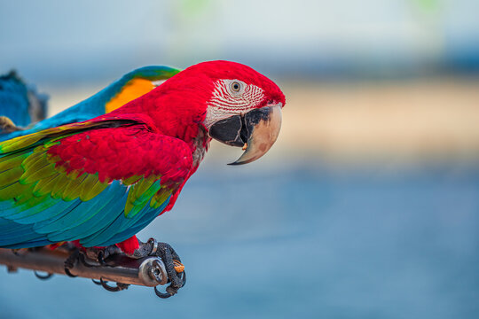 Macaws are a type of parrot with beautiful, colorful feathers. They are considered expensive wild animals. And are beautiful birds that are popular among bird collectors as pets.
