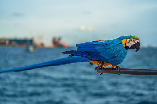 Macaws are a type of parrot with beautiful, colorful feathers. They are considered expensive wild animals. And are beautiful birds that are popular among bird collectors as pets.