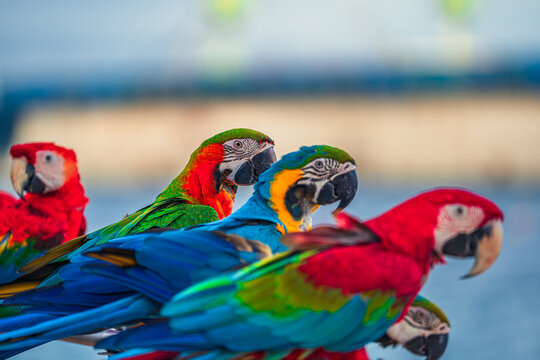 Macaws are a type of parrot with beautiful, colorful feathers. They are considered expensive wild animals. And are beautiful birds that are popular among bird collectors as pets.