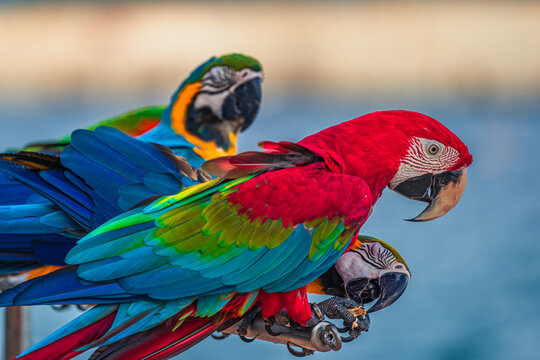 Macaws are a type of parrot with beautiful, colorful feathers. They are considered expensive wild animals. And are beautiful birds that are popular among bird collectors as pets.