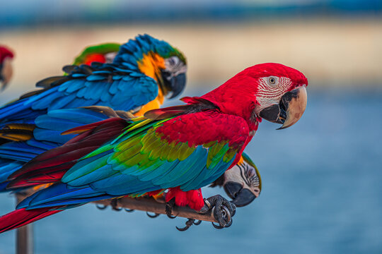 Macaws are a type of parrot with beautiful, colorful feathers. They are considered expensive wild animals. And are beautiful birds that are popular among bird collectors as pets.