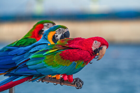 Macaws are a type of parrot with beautiful, colorful feathers. They are considered expensive wild animals. And are beautiful birds that are popular among bird collectors as pets.