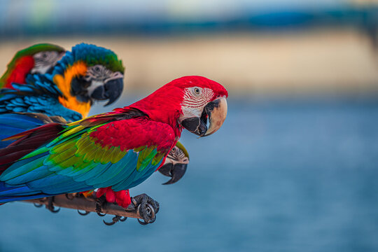 Macaws are a type of parrot with beautiful, colorful feathers. They are considered expensive wild animals. And are beautiful birds that are popular among bird collectors as pets.