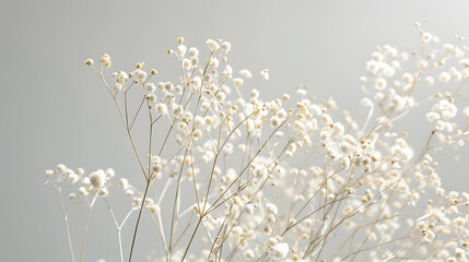 Poster - Flowers backgroundBeige gypsophila flowers or babys breath flowers close up on gray background selective focus  Copy space Poster : Generative AI