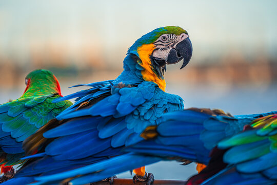 Macaws are a type of parrot with beautiful, colorful feathers. They are considered expensive wild animals. And are beautiful birds that are popular among bird collectors as pets.