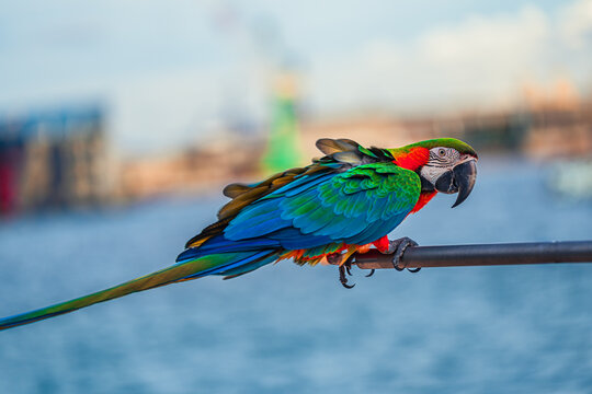Macaws are a type of parrot with beautiful, colorful feathers. They are considered expensive wild animals. And are beautiful birds that are popular among bird collectors as pets.