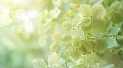 Poster - Delicate floral background of light green hydrangea flower closeup soft selective focus : Generative AI