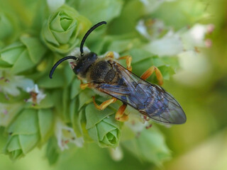 Wall Mural - Tawny-legged Furrow Bee (Halictus fulvipes), male