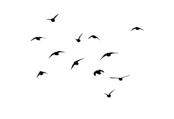 Wall Mural - Flying birds silhouette flock. hand drawing. Not AI, Vector illustration