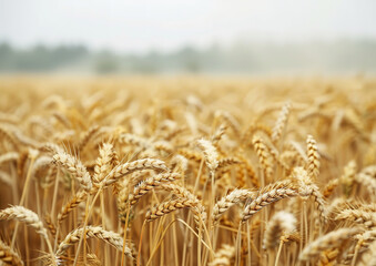 Wall Mural - photo of a wheat field ready for harvest, bold color