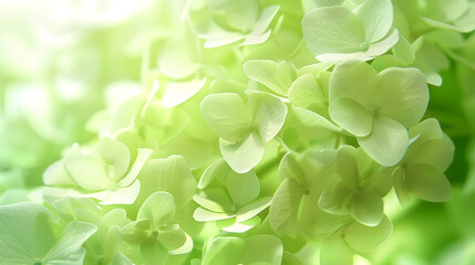 Poster - Delicate floral background of light green hydrangea flower closeup soft selective focus : Generative AI