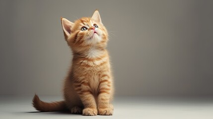 Wall Mural - Cute orange kitten