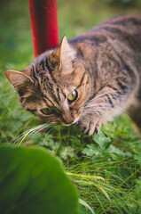 wild cat in the garden