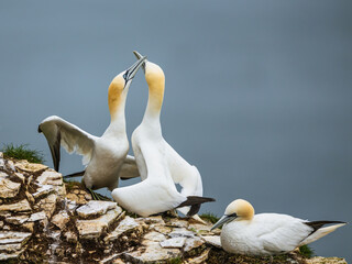 Sticker - Gannet, Morus bassanus, birds on cliffs, Bempton Cliffs, North Yorkshire, England