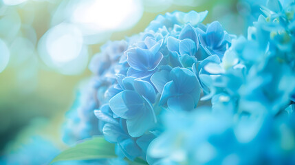 Poster - Blue hydrangea flowers in the garden in summer closeup soft selective focus : Generative AI