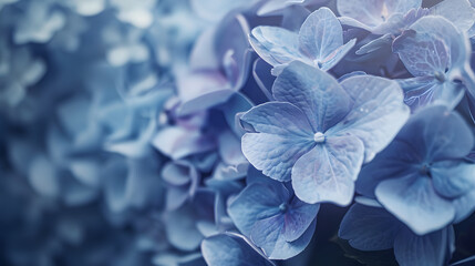 Poster - Blue hydrangea flower close up soft selective focus Delicate floral background toned : Generative AI