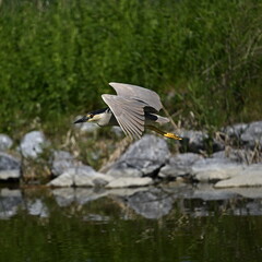 Wall Mural - black and white Night Heron in flight