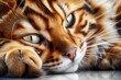 © Anastasija - Stunning Bengal Cat Portrait | Fashionable Animal, Stylish Feline, Beautiful
