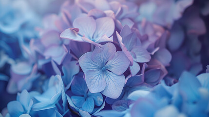 Poster - Blue hydrangea flower close up soft selective focus Delicate floral background toned : Generative AI