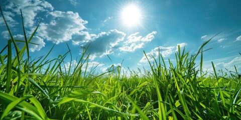 A bright sunbeam illuminates a lush green lawn