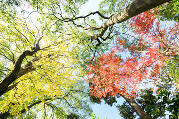 都会の庭園の池の畔の美しい紅葉。


日本国東京都港区 - 2021年12月4日
