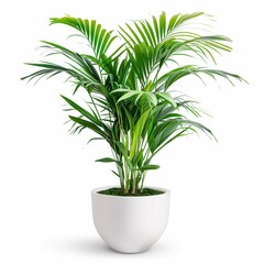 Wall Mural - A Langsat Plant in a white pot, no shadow, isolated on white background