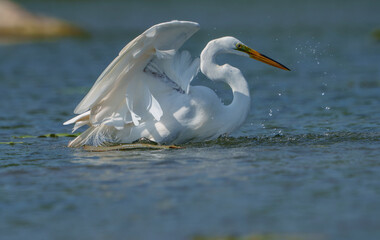 Graceful Great White Egret (Adrea Alba) fishing and scouring the water of a local lake while flying and stalking in shallow water. Local lake, Fishers, Indiana, Summer. 