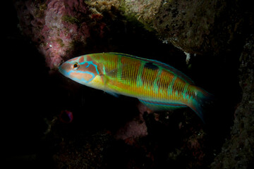 Wall Mural - Turkish Wrasse /Ornate wrasse Thalassoma pavo Coris julis, Alghero, Sardinia, Mediterranean Sea, Italy 