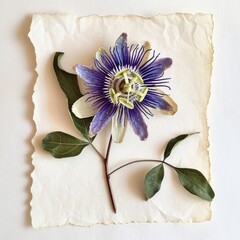 Wall Mural - Dried passion flower petal plant paper.