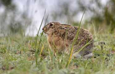 gray frightened hare hiding in the grass
