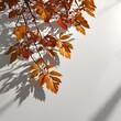 © 석태 김 - Abstract natural tree leaves shadow on white wall background