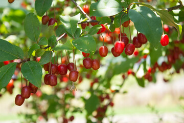 Canvas Print - ripe autumn olive berries (elaeagnus umbellata) growing on a branch . oleaster