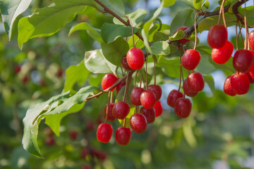 Canvas Print - ripe autumn olive berries (elaeagnus umbellata) growing on a branch . oleaster