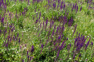 Wall Mural - Blooming wild salvia on a glade in summer sunny day