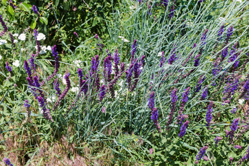 Wall Mural - Inflorescences of the wild salvia among the grass in sunny day