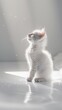 © SOEM - Kitten , commercial ads photo, product shot, stunning, beautiful, minimalist, award photo, centered