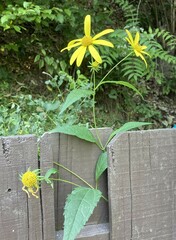 flowers on fence