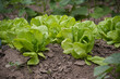 © NetPix - Fresh green lettuce growing in a garden with fertile soil