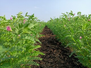 Chickpea plant in farm, Green Chickpeas field , Chick peas also known as harbara or harbhara, Green pod chickpea, gram or Bengal gram, chhana, chana, or channa crop of chickpea green plants pod seeds