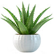 © goku4501 - Aloe Vera plant in a white pot, isolated on background. Houseplant, that grow outdoor for decorative purpose. Minimal creative garden decorative concept green and fresh