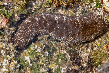 Wall Mural - Actinopyga varians, the Pacific white-spotted sea cucumber or Hawaiian sea cucumber, is a species of sea cucumber in the family Holothuriidae. Poipu Beach Park，Kauai, Hawaii