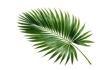 Tropical green palm leaf cut out